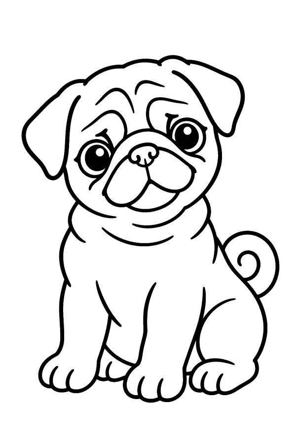 Wrinkled Pug Pup