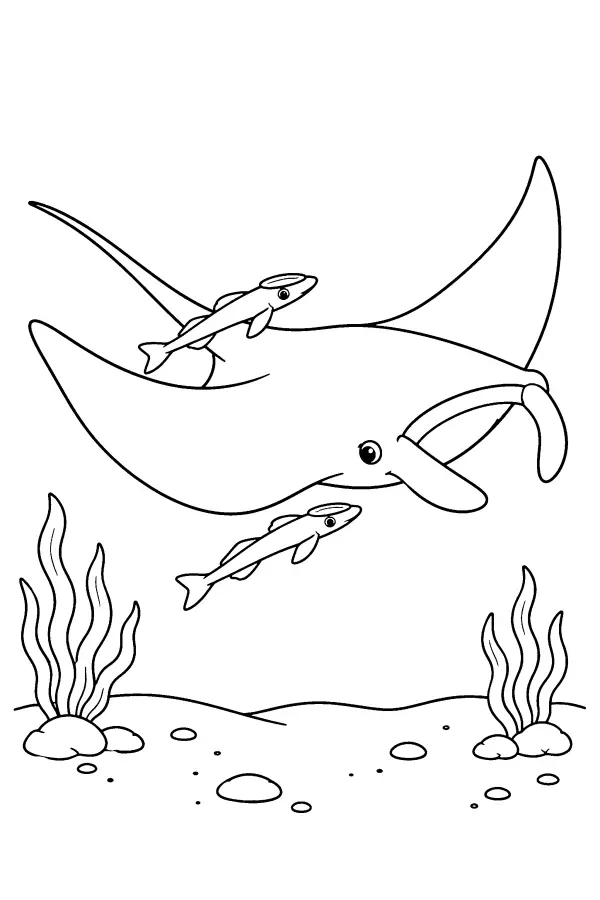 Manta Ray Gliding