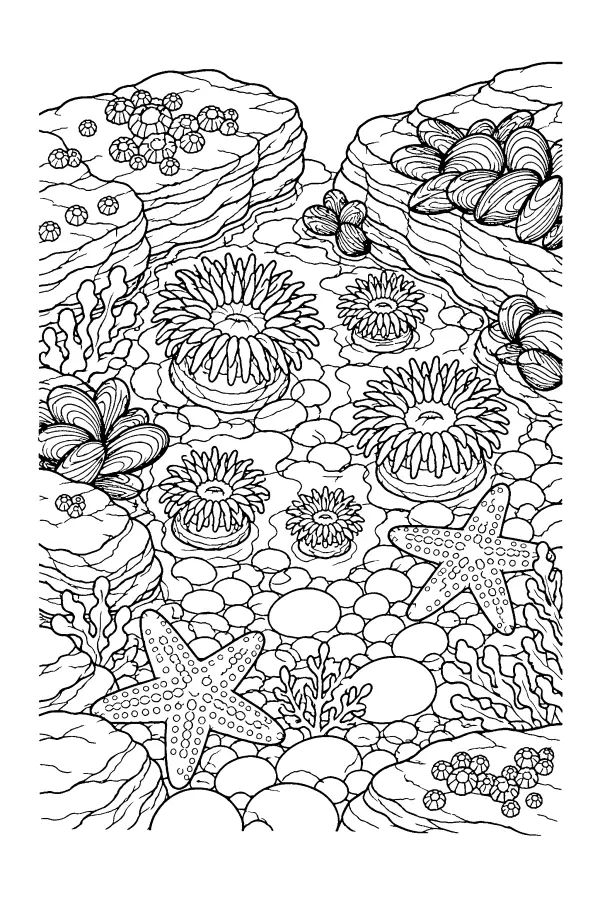 Rocky Tide Pool