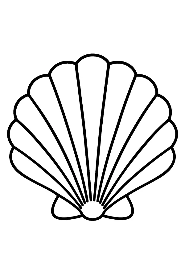 Scallop Shell