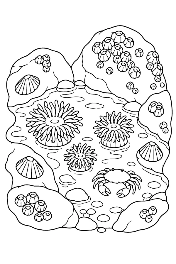 Tide Pool Discoveries