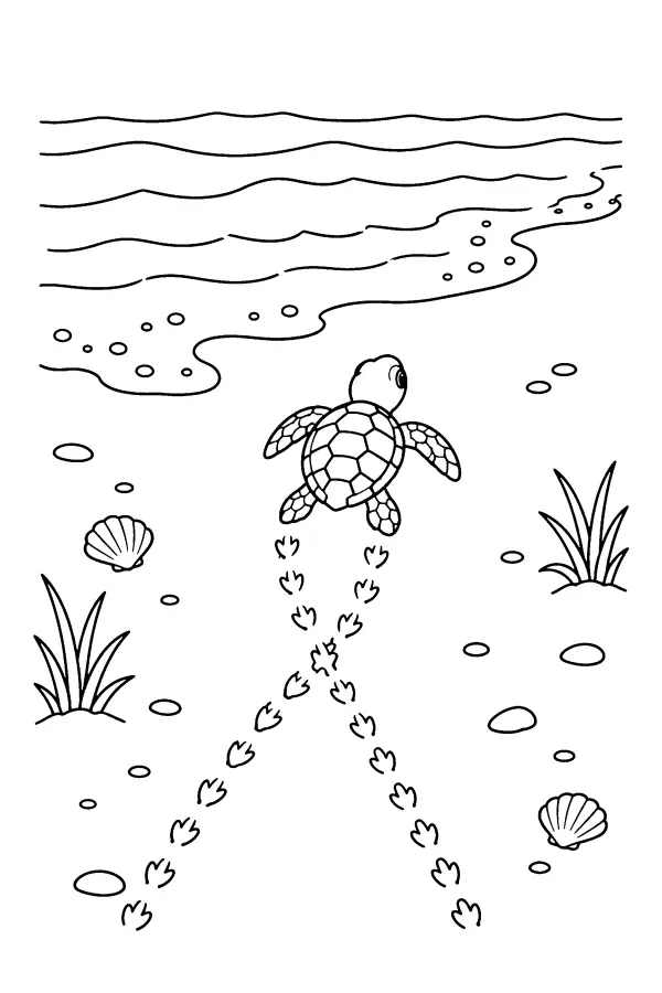 Turtle Tracks Shore