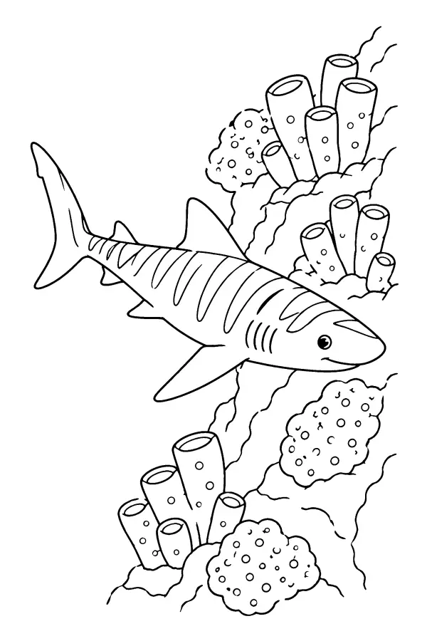 Striped Reef Shark