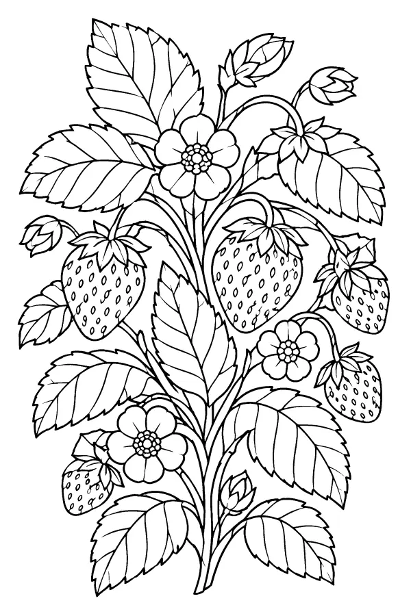 Strawberry Sprig With Flowers