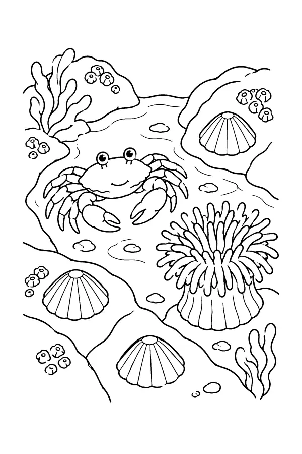 Rock Pool Creatures