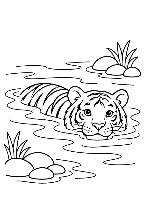 Tiger River Swim