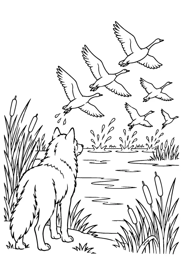 Wolf By The Lake